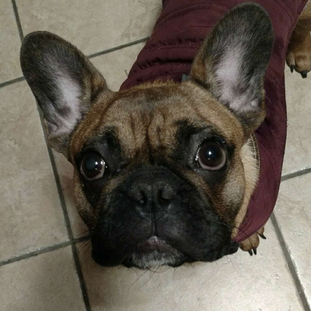 Meet your Posher, Stella
